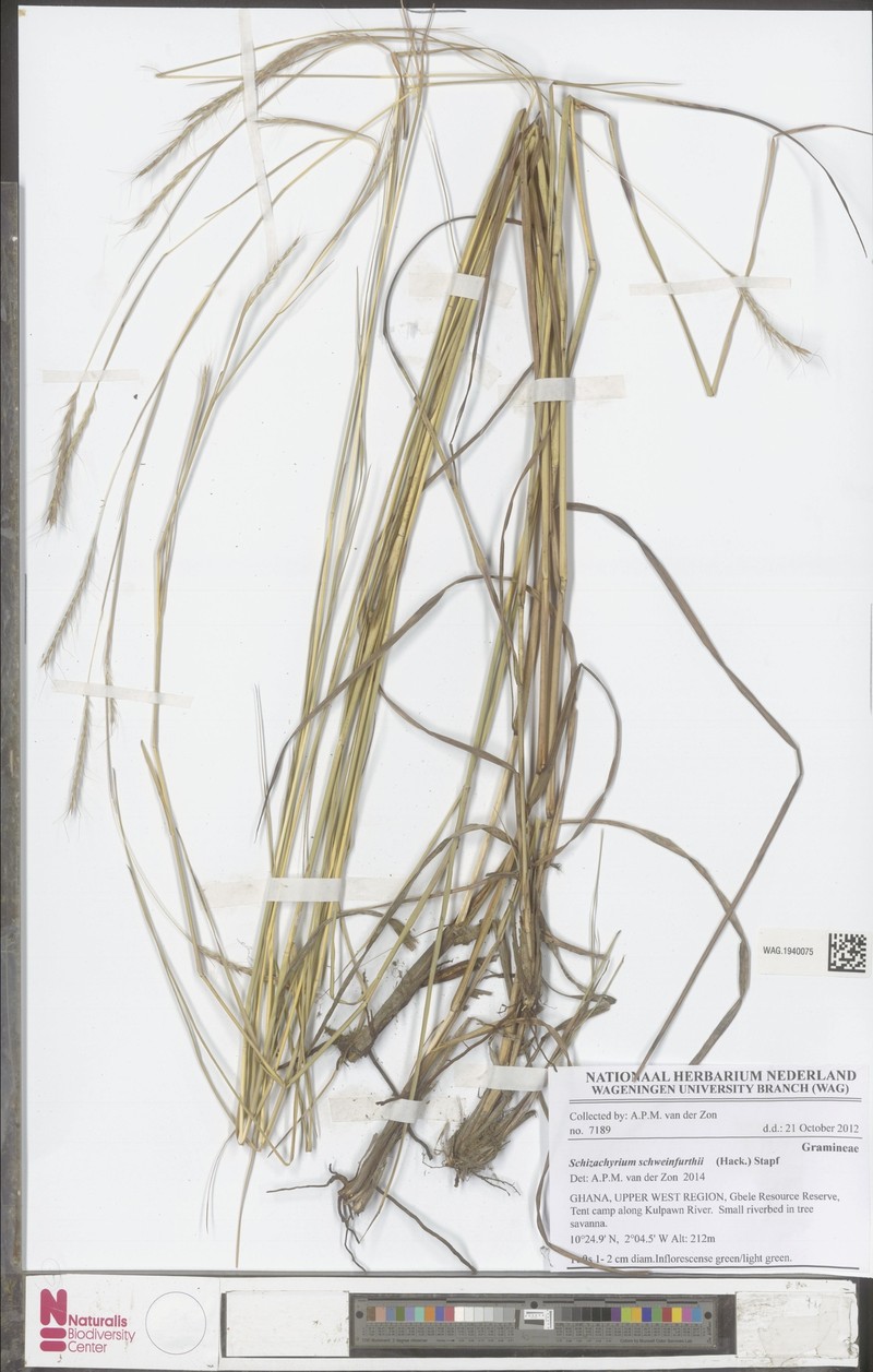 Andropogon schweinfurthii photo 3