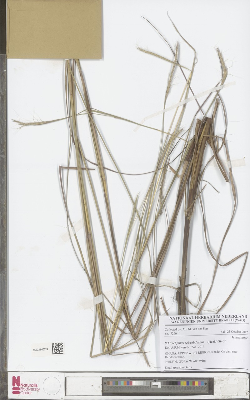 Andropogon schweinfurthii photo 4