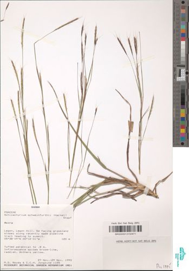 Andropogon schweinfurthii