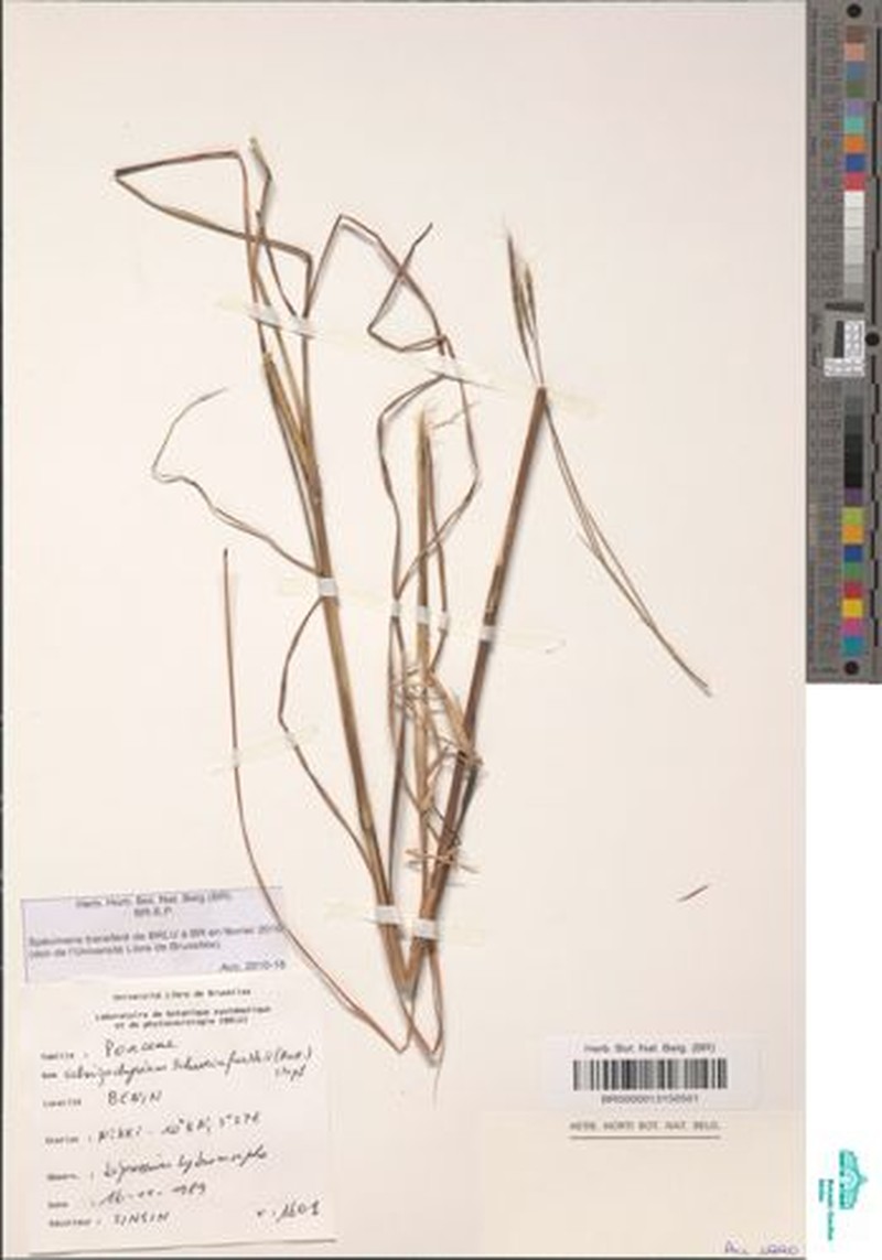Andropogon schweinfurthii photo 2