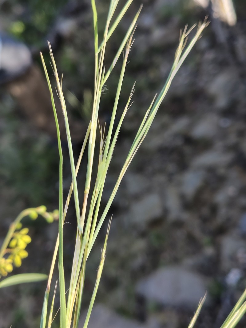 Andropogon semitectus