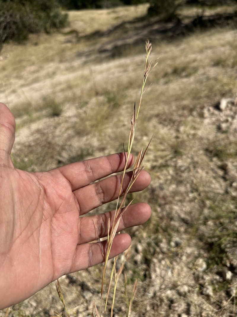 Andropogon semitectus photo 2