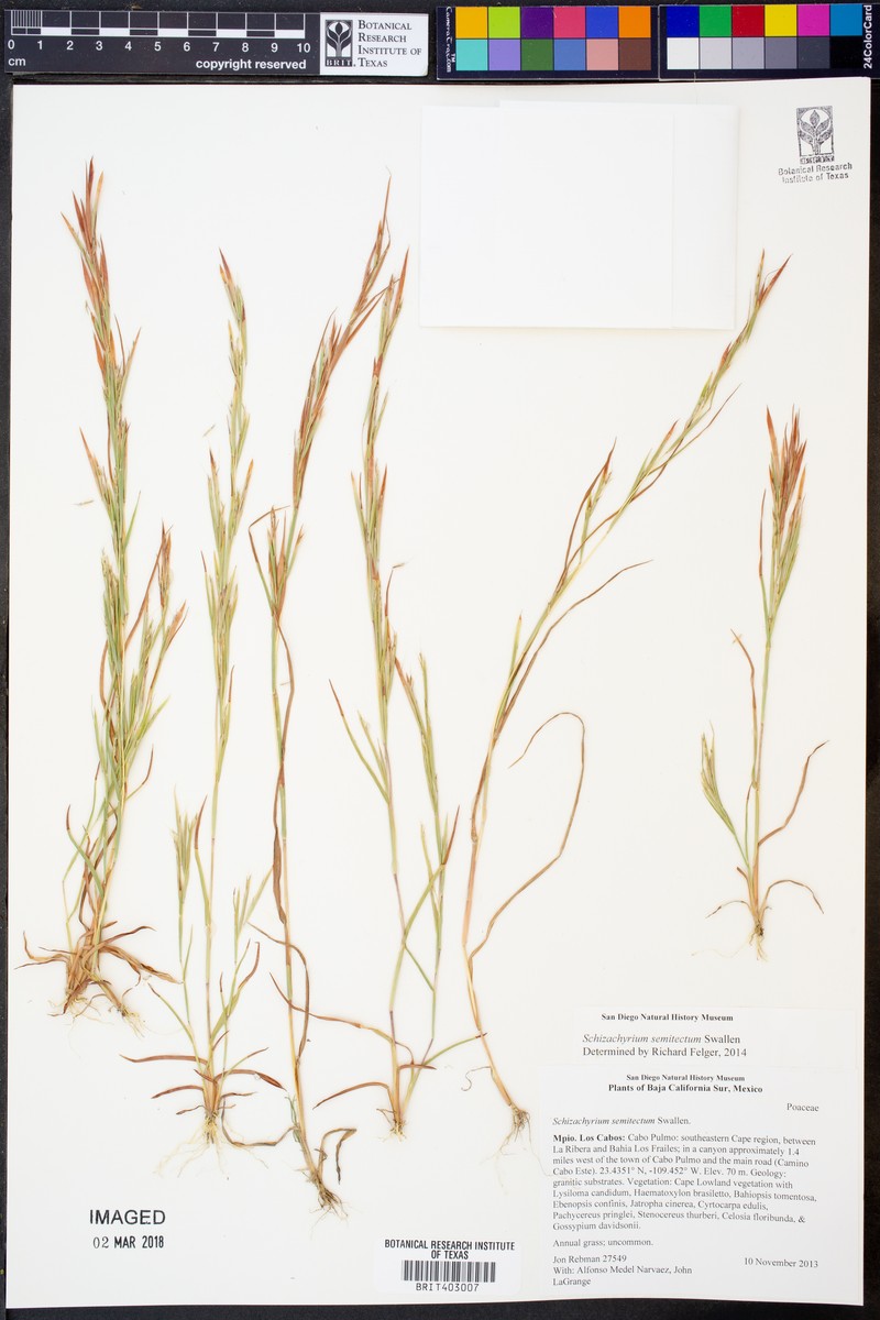 Andropogon semitectus photo 3
