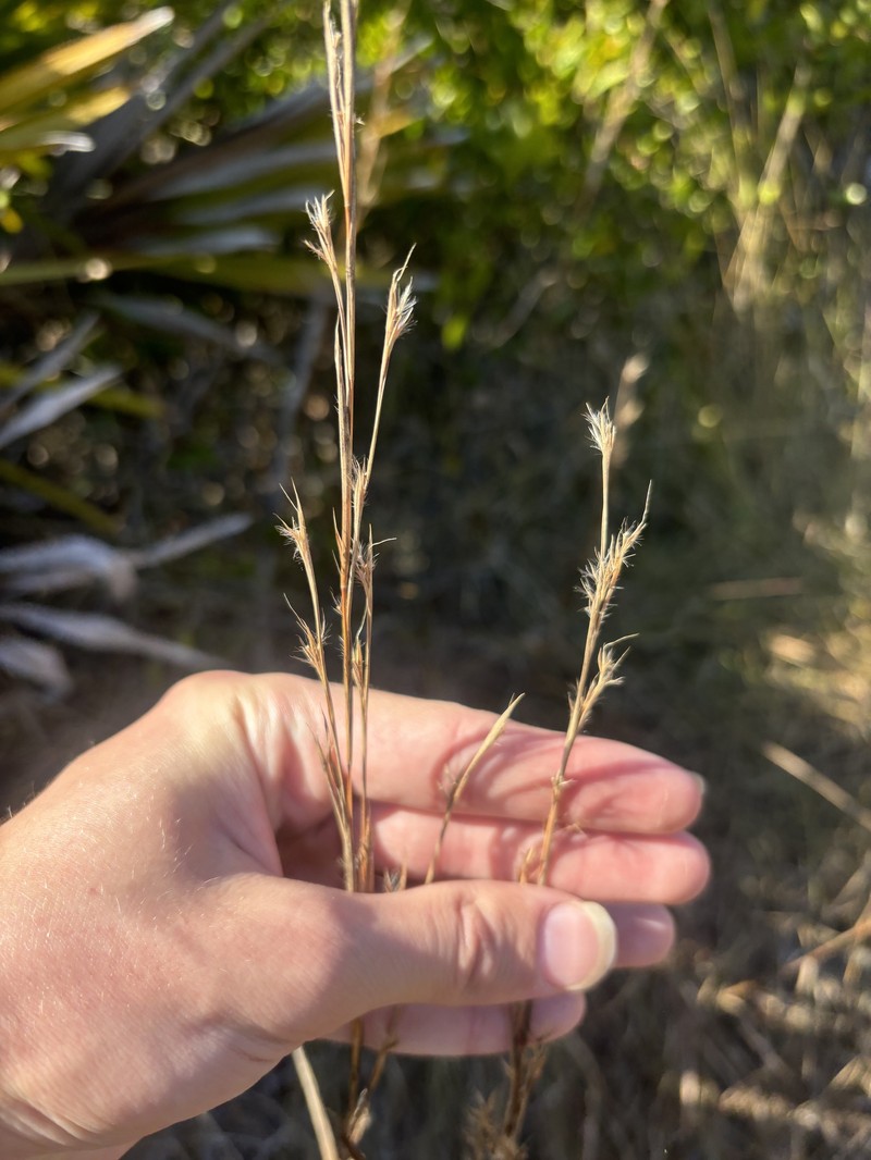 Andropogon stolonifer