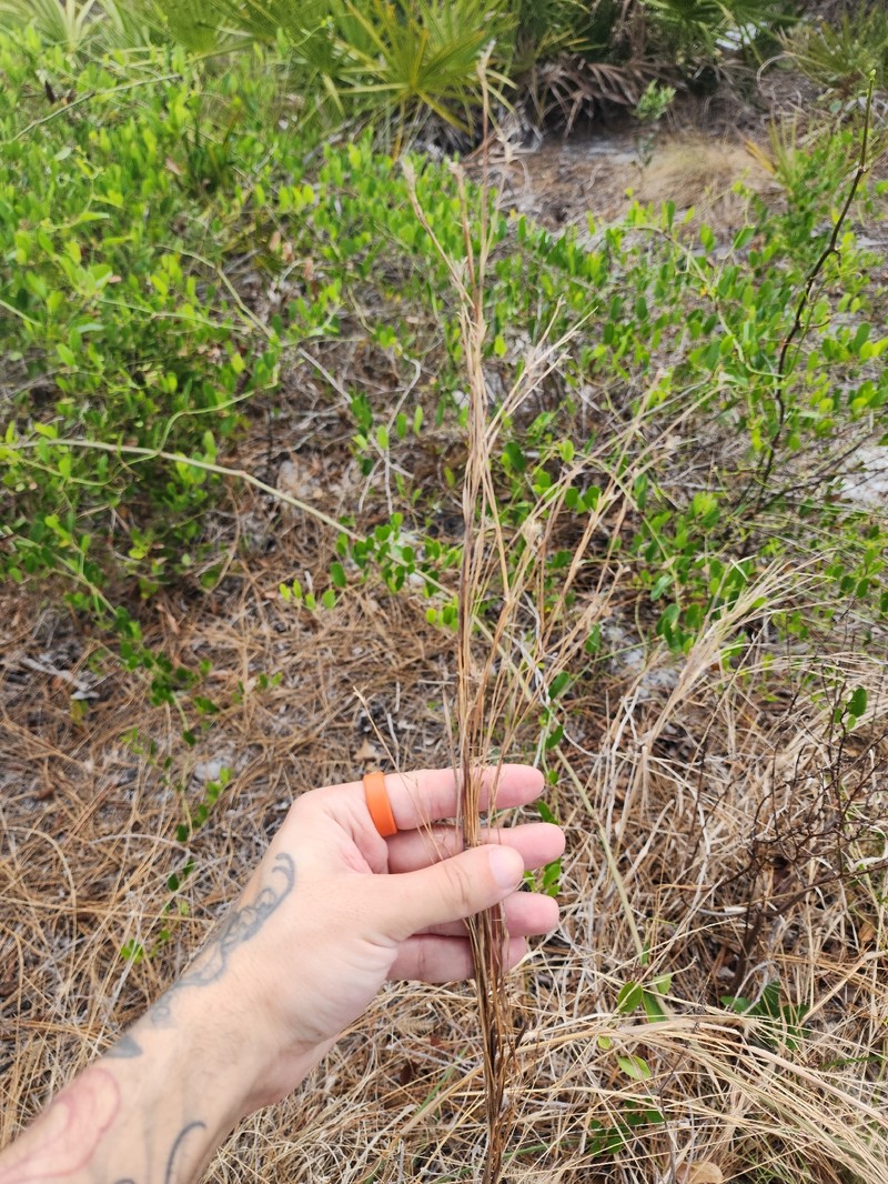 Andropogon stolonifer photo 2