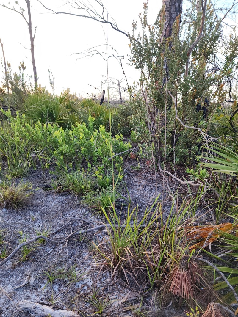 Andropogon stolonifer photo 3