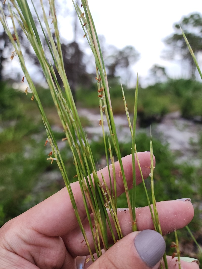 Andropogon stolonifer photo 4
