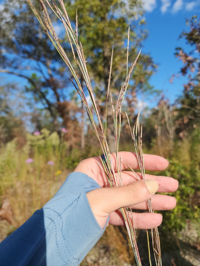 Andropogon stolonifer photo 5