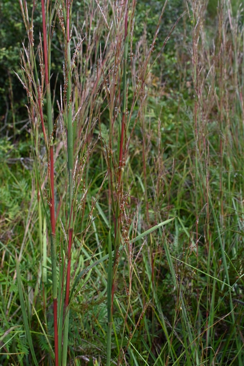 Andropogon stolonifer photo 6