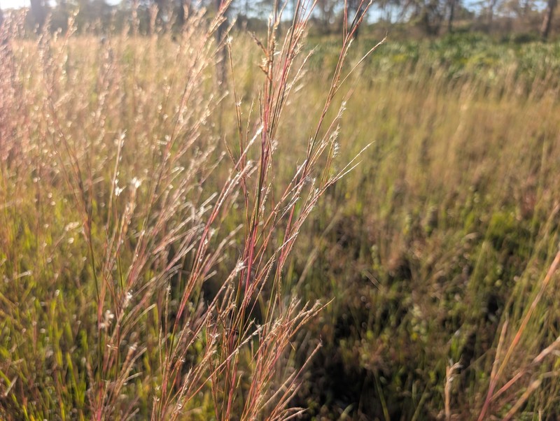 Andropogon stolonifer photo 7