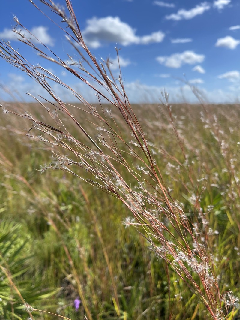 Andropogon stolonifer photo 8