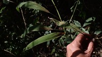 Andropogon tectorum