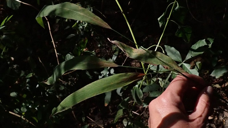 Andropogon tectorum