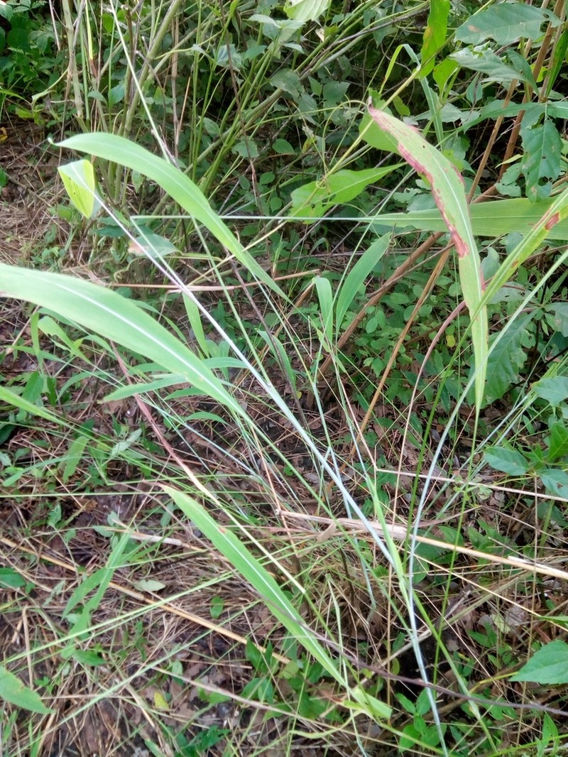 Andropogon tectorum photo 2