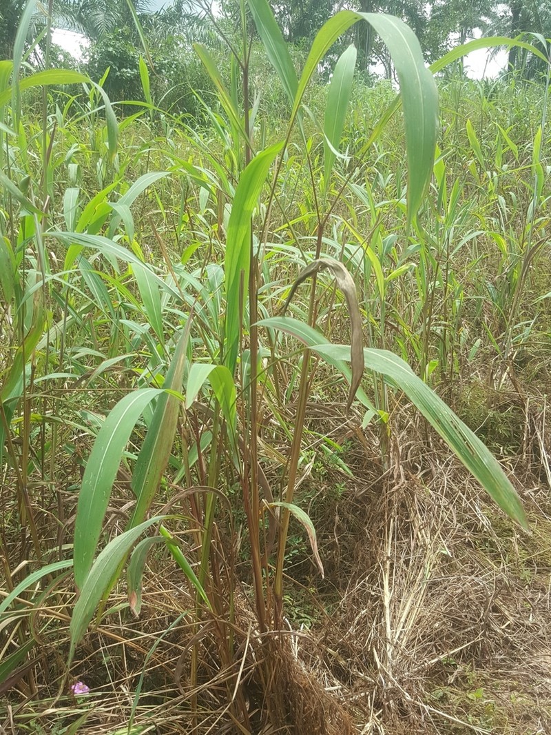 Andropogon tectorum photo 3