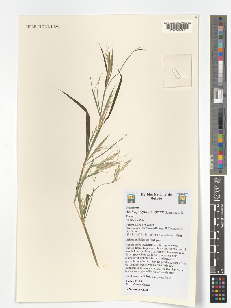 Andropogon tectorum photo 4