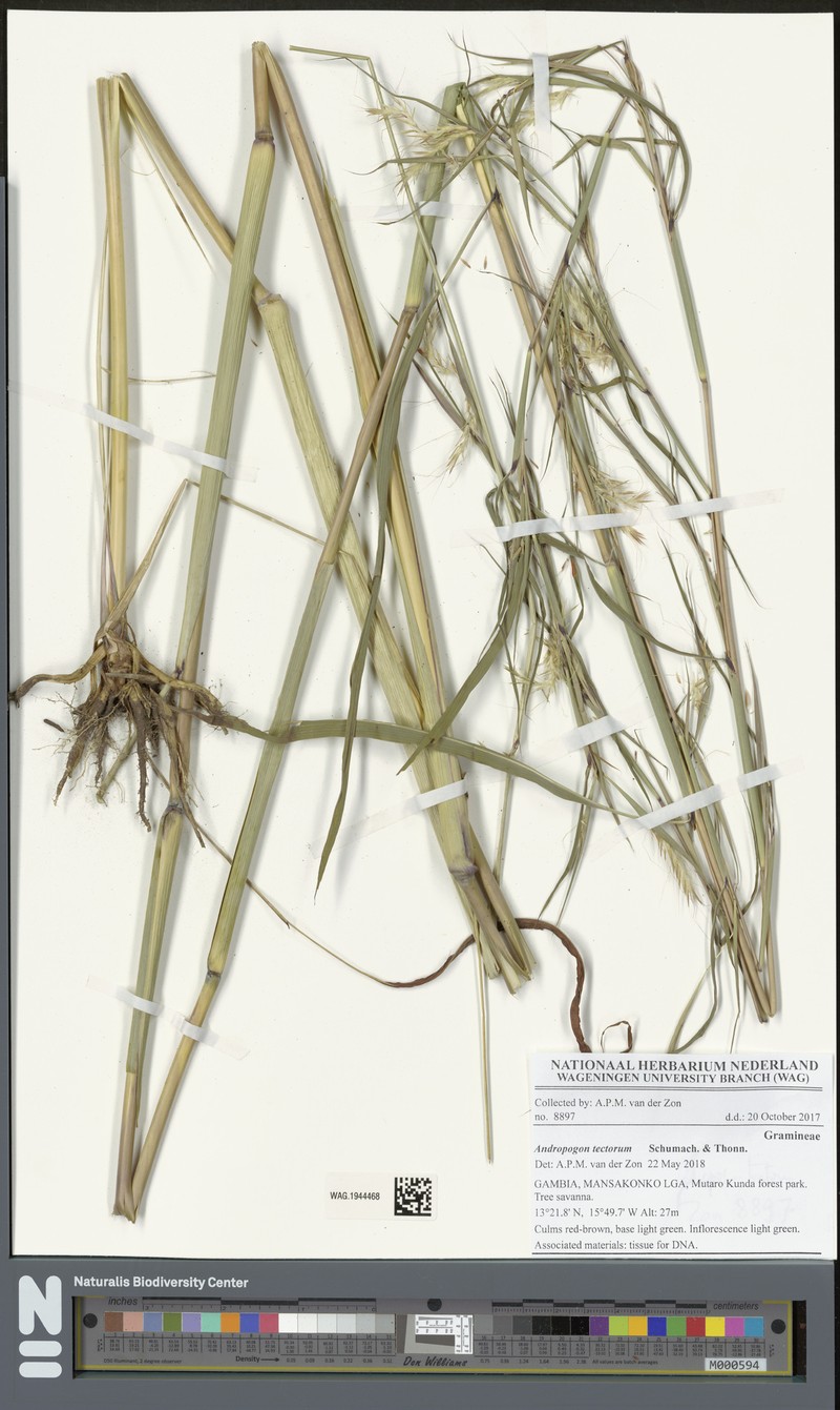 Andropogon tectorum photo 5