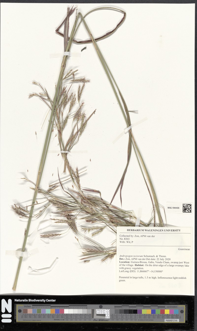 Andropogon tectorum photo 6