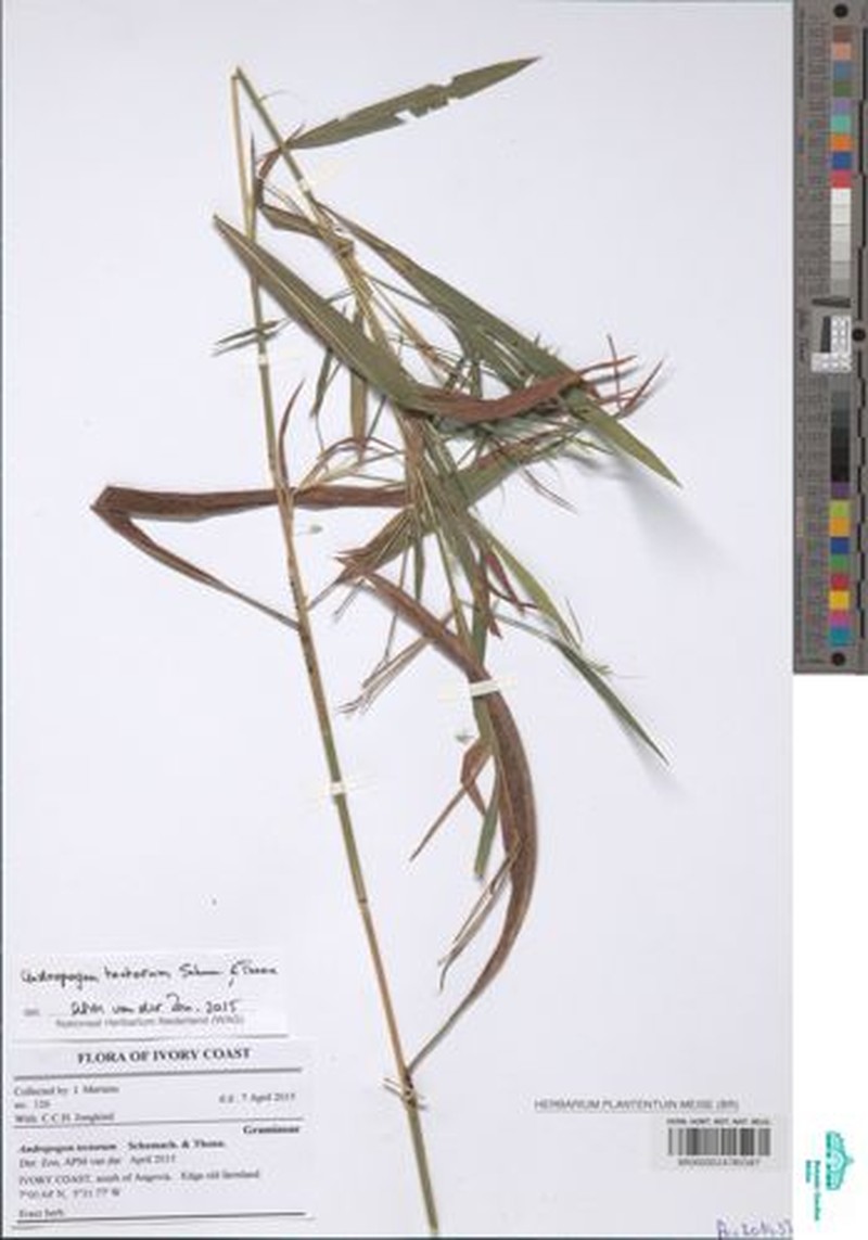 Andropogon tectorum