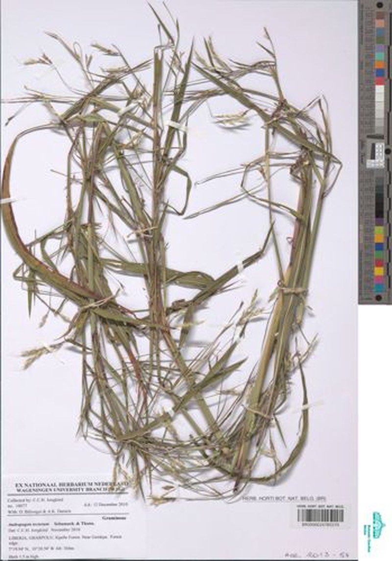 Andropogon tectorum photo 2
