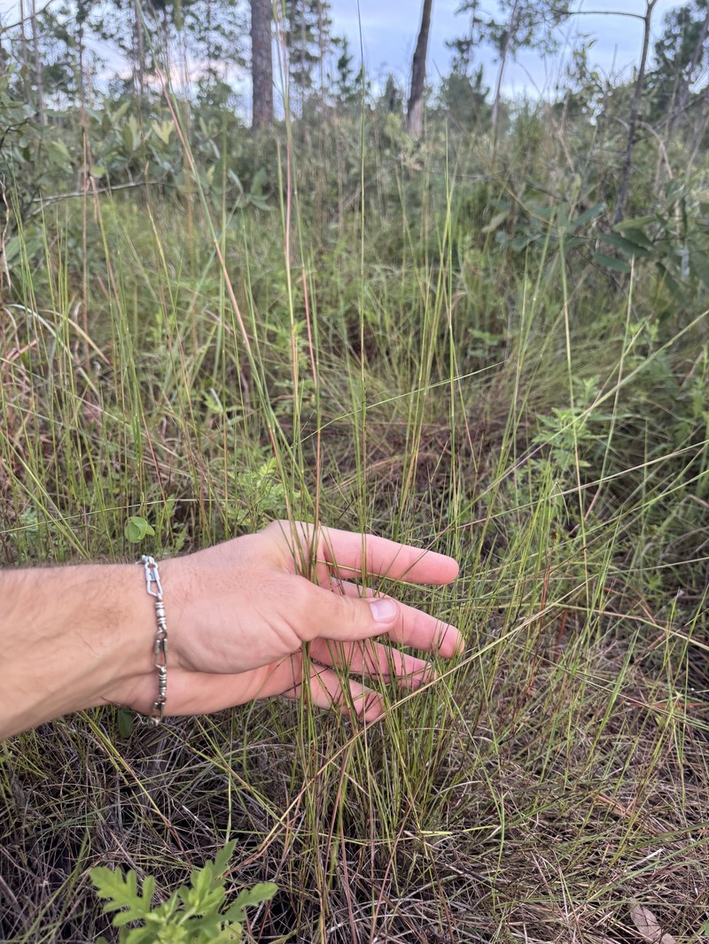 Slender Little Bluestem