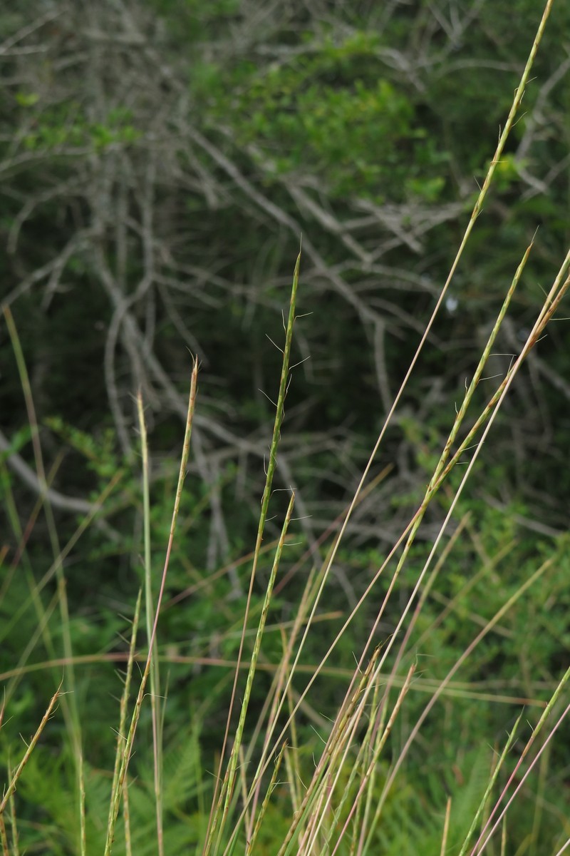 Slender Little Bluestem photo 2