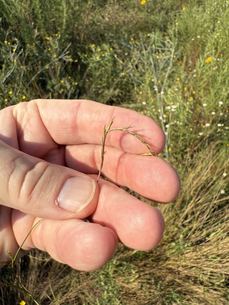 Slender Little Bluestem photo 4