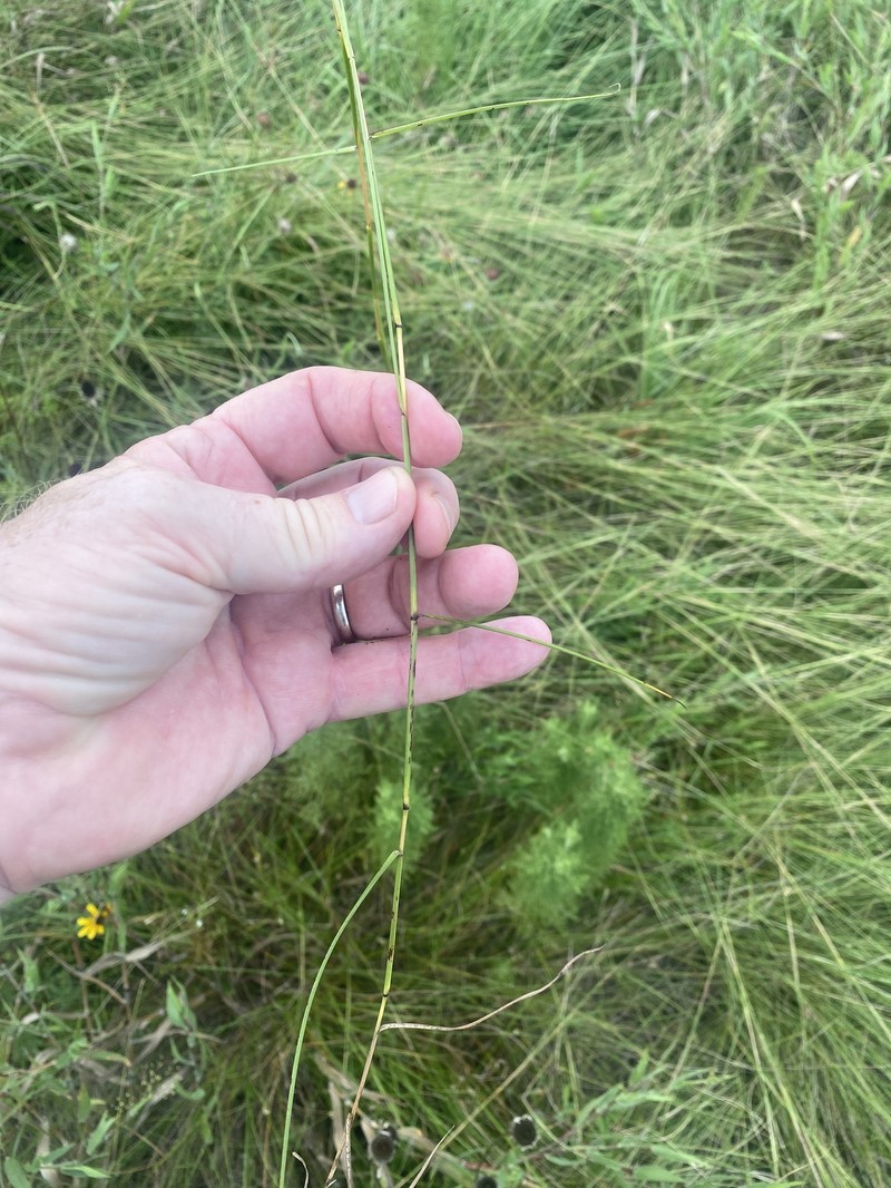 Slender Little Bluestem photo 5