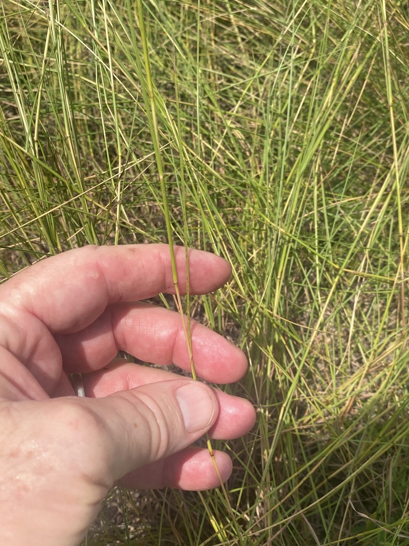 Slender Little Bluestem photo 6