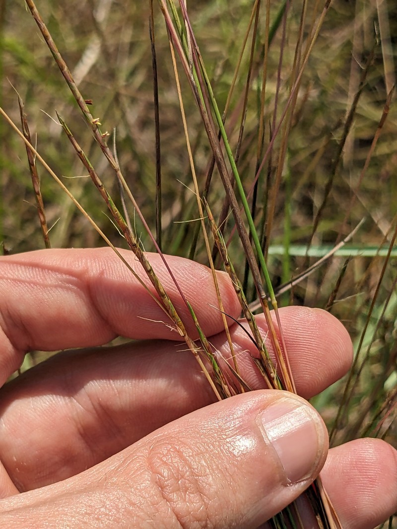 Slender Little Bluestem photo 7