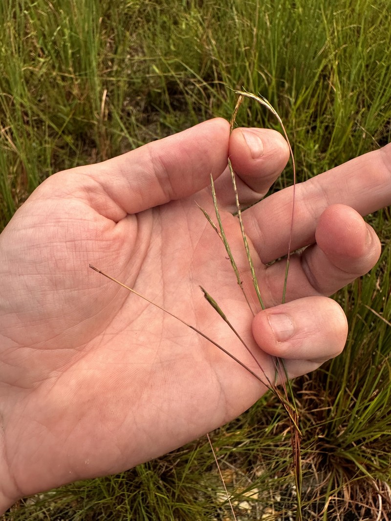 Slender Little Bluestem photo 8