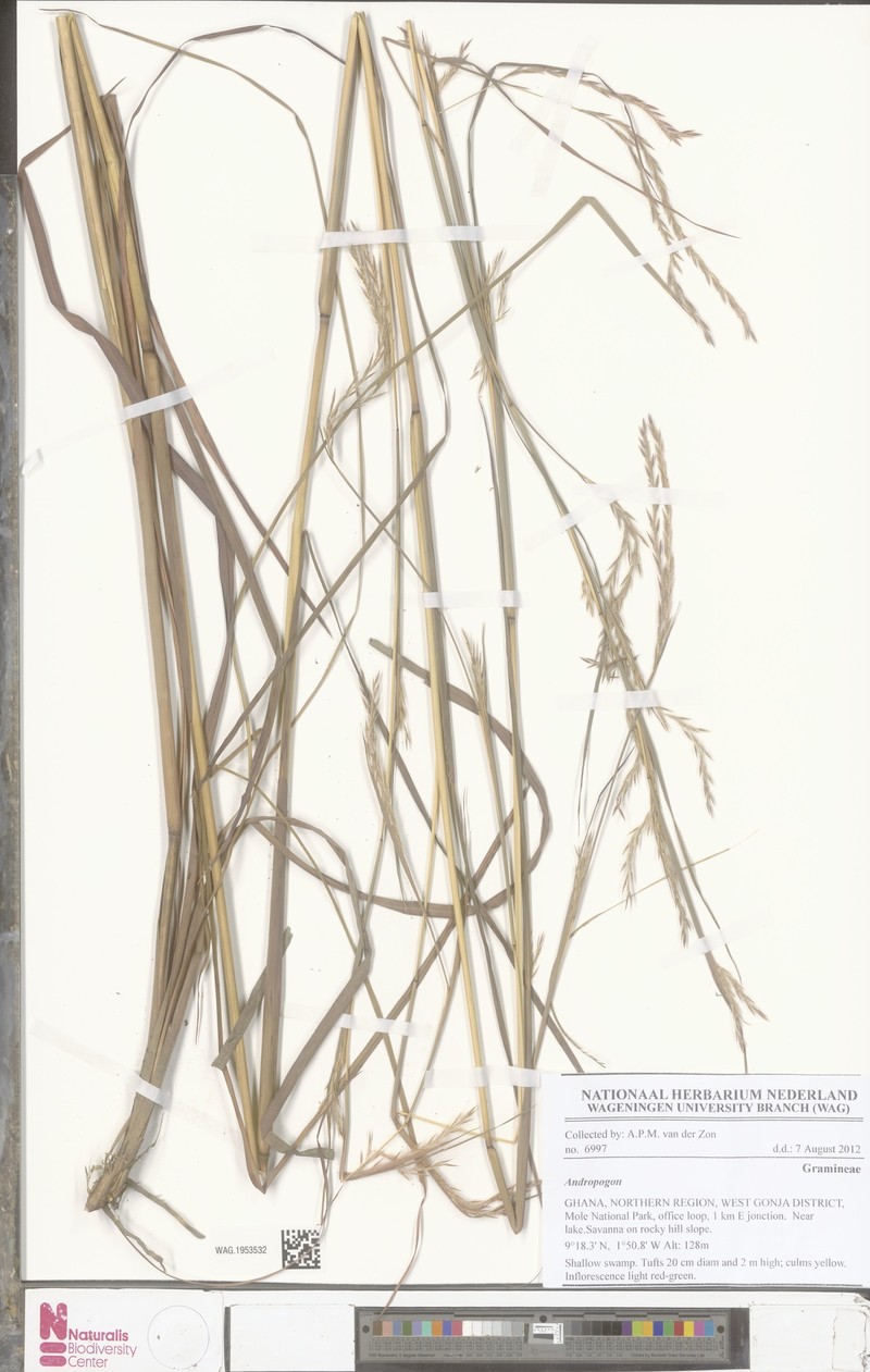 Andropogon tenuiberbis photo 2