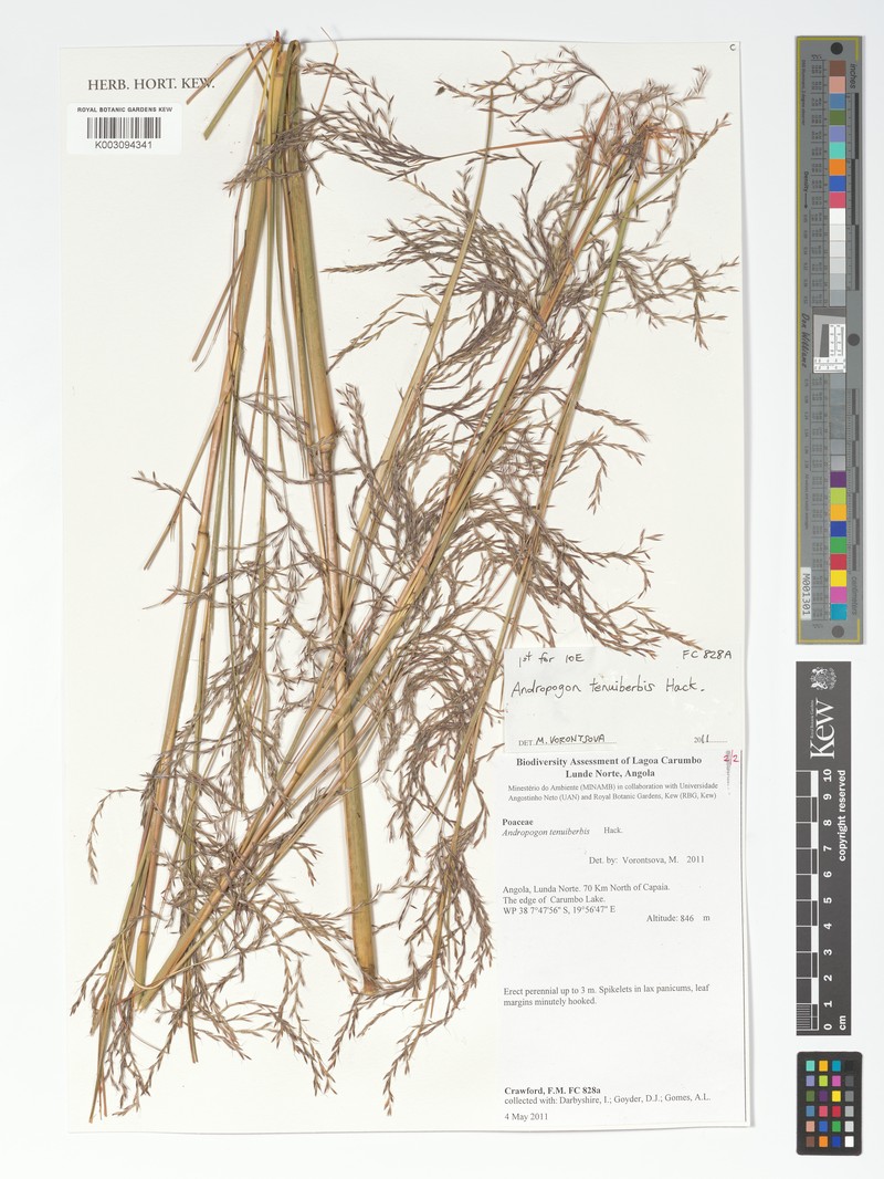 Andropogon tenuiberbis photo 3
