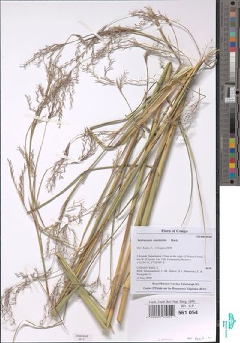 Andropogon tenuiberbis