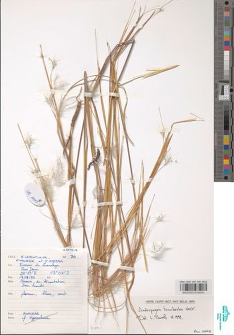 Andropogon tenuiberbis photo 2
