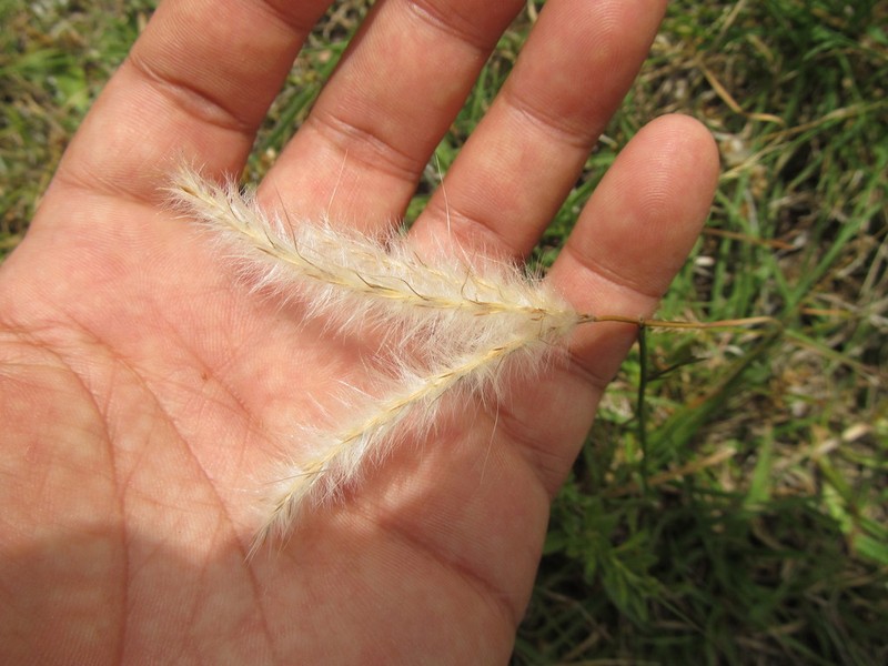 Andropogon ternatus photo 2
