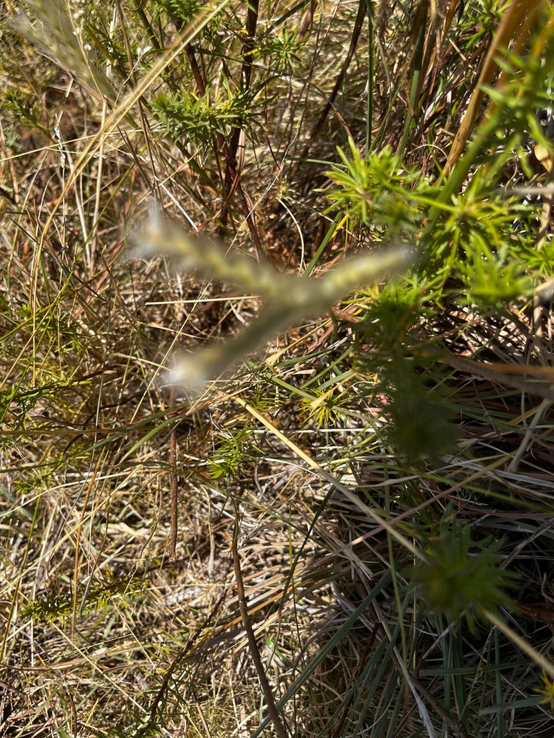 Andropogon ternatus photo 3