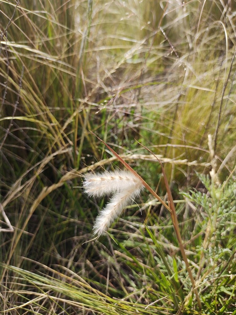 Andropogon ternatus photo 4
