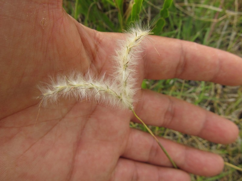Andropogon ternatus photo 5