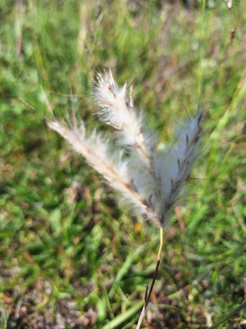Andropogon ternatus photo 6