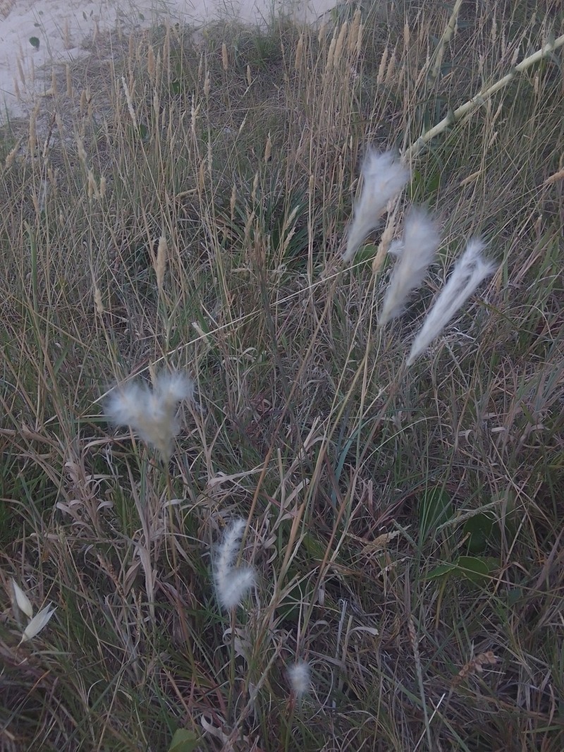 Andropogon ternatus photo 7