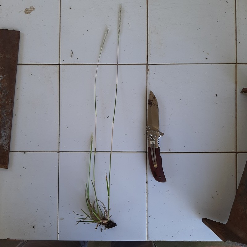 Andropogon ternatus