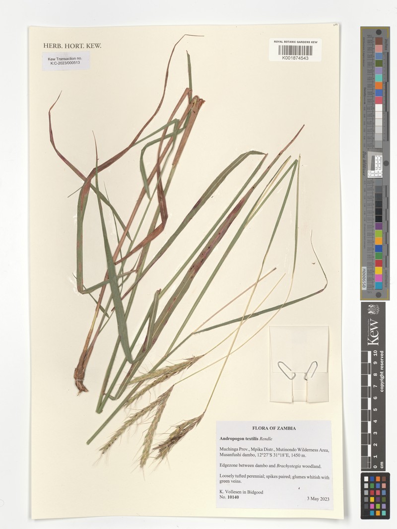 Andropogon textilis photo 2