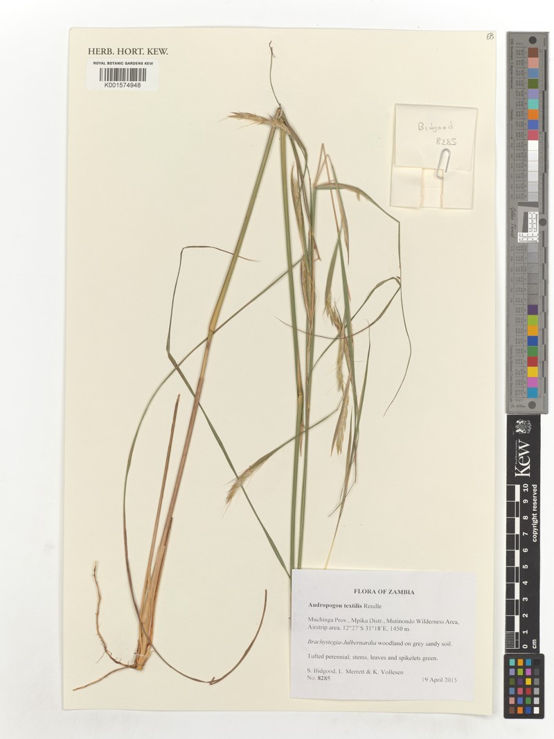 Andropogon textilis photo 3