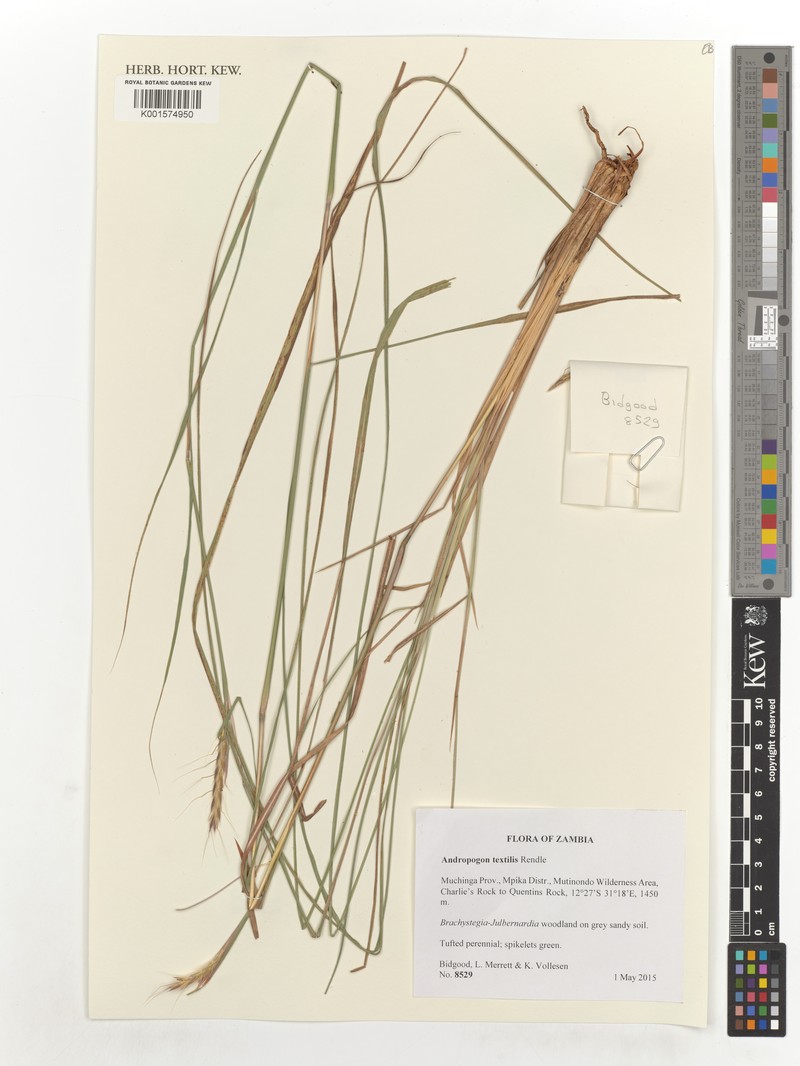 Andropogon textilis photo 4