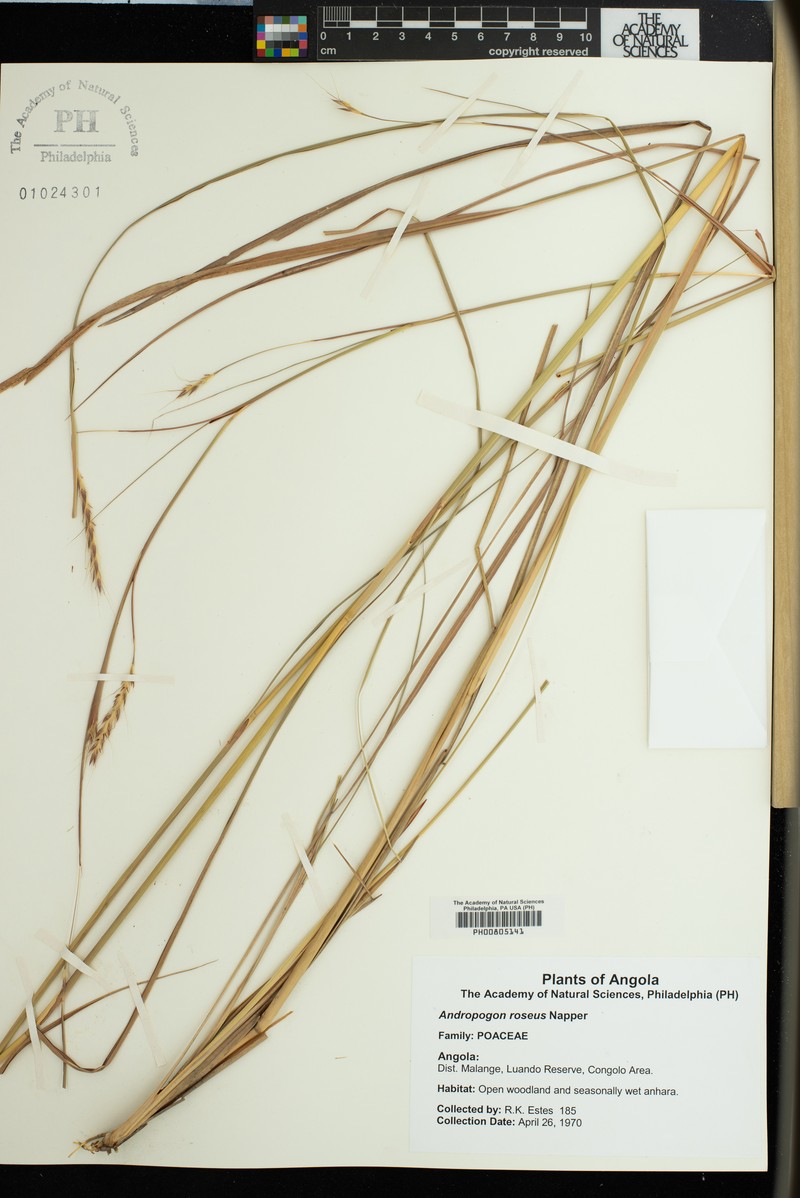 Andropogon textilis