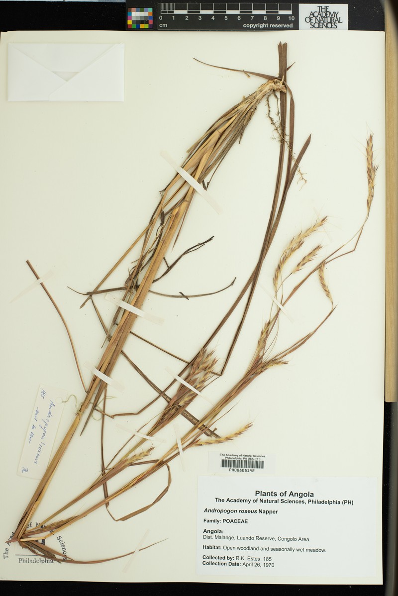 Andropogon textilis photo 2