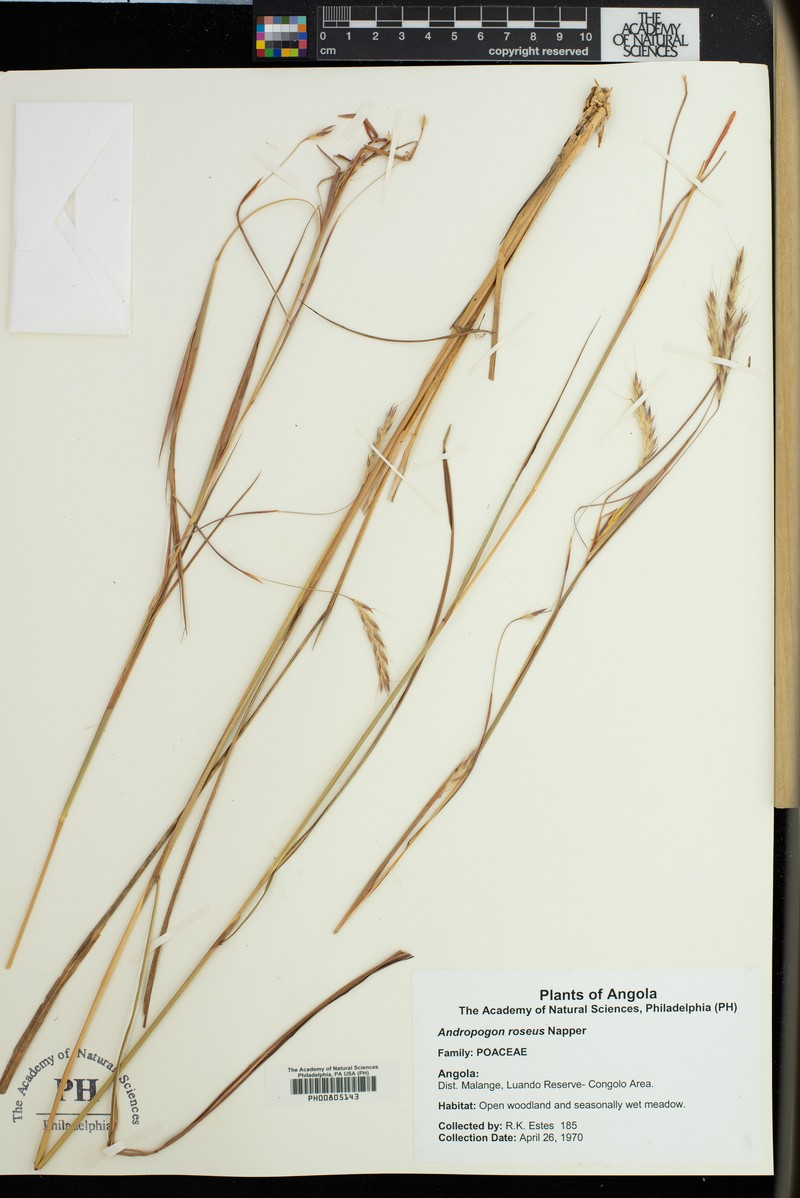 Andropogon textilis photo 3