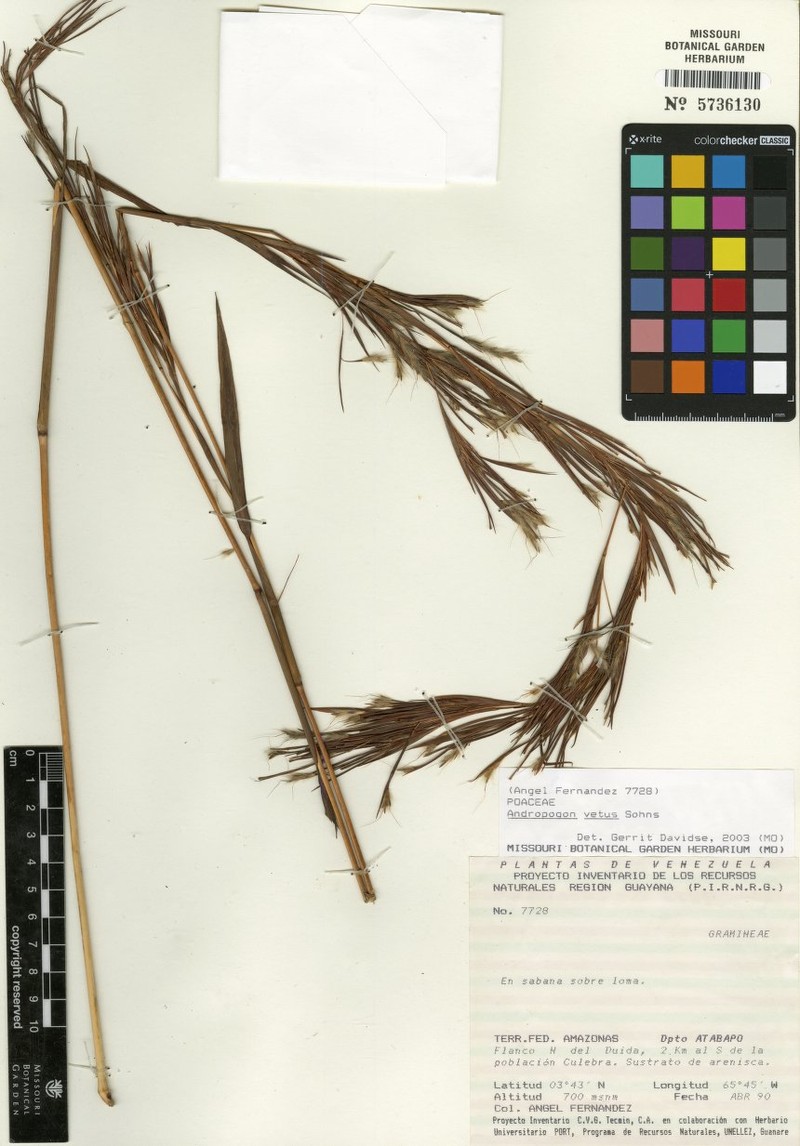 Andropogon vetus