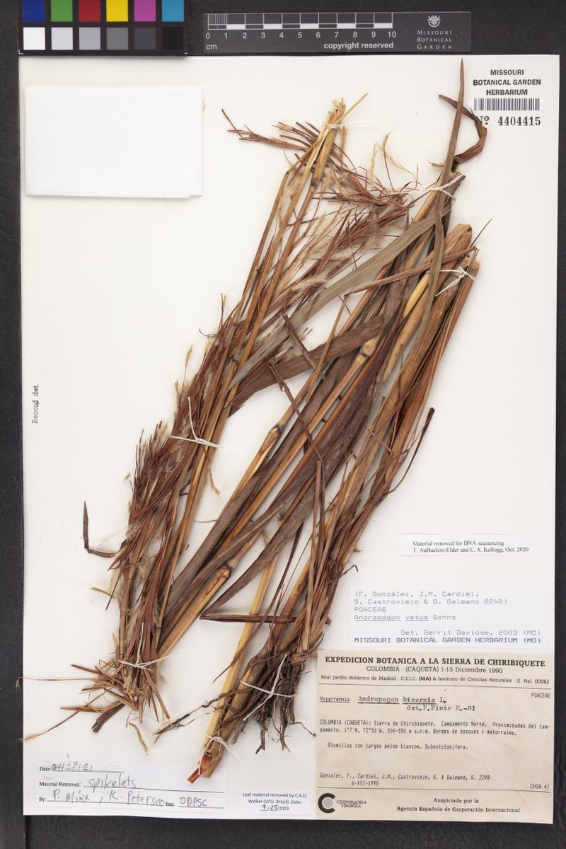 Andropogon vetus photo 2